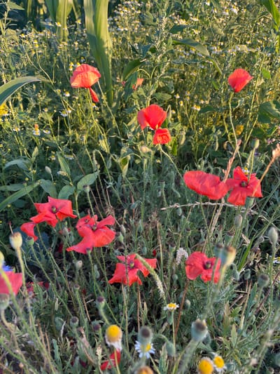 A close-up, eye-level shot captures a dense field of red poppies and small white wildflowers, possibly chamomile, bathed in soft, warm sunlight. Tall, green corn stalks are visible in the background, suggesting a rural or agricultural setting. The foreground is dominated by several vibrant red poppies in various stages of bloom, some with delicate, translucent petals. Numerous seed pods and thin, fuzzy stems are scattered throughout the scene, adding texture. A few blurry, yellow and white wildflowers are also present. The overall impression is one of a natural, overgrown meadow on a sunny day. The specific location in Neustadt, Germany, is not discernible from the visual information provided. There are no people, actions, or interactions depicted in the image.