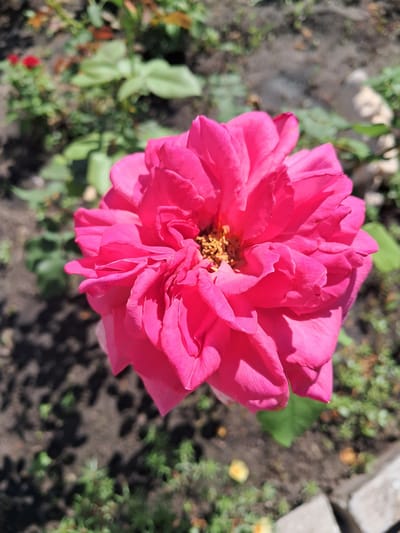 A close-up, overhead shot shows a vibrant pink rose in full bloom. The rose is the dominant subject, filling the majority of the frame. Its petals are layered and slightly ruffled, with a rich, saturated color. The center of the rose reveals delicate, golden stamens. The background consists of dark soil and out-of-focus green foliage, indicating an outdoor garden setting. Some out-of-focus red flowers are visible in the upper left quadrant of the image. The lighting suggests a sunny day, with some shadows cast by the rose's petals. The scene appears to be located in a residential garden or park. This image was taken in Kremenchuk, Ukraine.