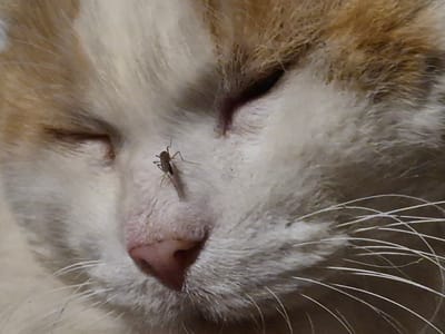 An extreme close-up macro photograph captures a mosquito resting on the nose of a sleeping cat. The cat, primarily white with ginger markings, has its eyes closed, and its fur is soft and slightly ruffled. The mosquito, small and dark, is clearly visible on the pinkish-brown nasal area. The lighting is diffused, creating a shallow depth of field that emphasizes the textures of the fur and the insect. The background is a blur of the cat's fur, with hints of ginger and white. The overall impression is one of quiet domesticity, momentarily interrupted by the presence of the insect. The image is not located in Sooblase, Estonia, or any specific geographic location.