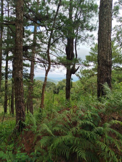 The image shows a view of a forest with tall pine trees and dense undergrowth of ferns and other green vegetation. The foreground is dominated by the trunks of several pine trees and a thick carpet of ferns. In the middle ground, more trees and foliage create a dense forest. In the background, the landscape opens up to reveal rolling hills covered in greenery and a hazy sky with some clouds. The scene appears to be a natural forest area, likely on a slope given the view of the valley beyond. The lighting suggests it is daytime, possibly overcast or late afternoon. There are no people or man-made structures visible in the image, suggesting a remote natural setting. This scene could be characteristic of the natural landscapes found in or around Thôn 5, Vietnam, which is known for its hilly terrain and forested areas.