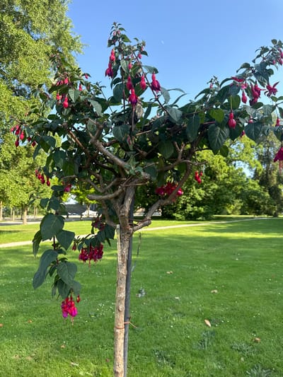 A fuchsia tree with vibrant pink and purple bell-shaped flowers stands in a well-maintained park. The tree has a gnarled, woody trunk and branches, pruned into a somewhat formal shape. Lush green leaves provide a backdrop for the delicate blossoms, some of which are hanging downwards. The tree is staked with a visible label attached to the trunk.
The background features a manicured lawn with scattered small white flowers. Beyond the lawn, mature trees with dense green foliage line a pathway, suggesting a park or garden setting. The sky is a clear, bright blue with a faint crescent moon visible. The overall atmosphere is serene and suggests a sunny day in an urban green space.
This image was taken in the Orangerie Park in Kassel, Germany. The Orangerie Park is a baroque garden located in the northern part of the city.