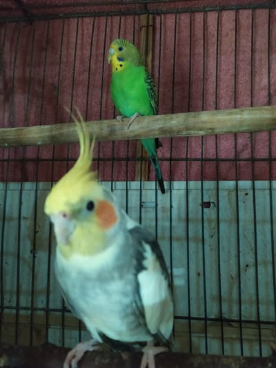 A budgerigar and a cockatiel are perched inside a cage. The budgerigar, a green bird with yellow and black markings, is on a wooden perch in the upper portion of the image. The cockatiel, a gray and yellow bird with a prominent crest, is in the foreground, its head blurred by the camera's focus. The cage has black bars and a textured pink background. The image does not provide any information about the city of Bilajari, Azerbaijan.