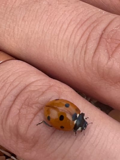 A close-up, high-angle shot shows a ladybug on a person's finger. The ladybug is orange with black spots and a black and white head. The finger is pink and has visible wrinkles. The background is out of focus and appears to be a sandy or gravelly surface. The location is specified as Shchyolkino, Ukraine.