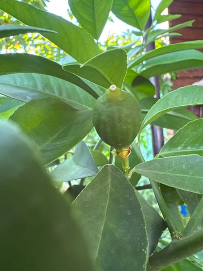 A small, unripe green lemon is centered in the frame, hanging from a branch surrounded by lush green citrus leaves. The background is blurred, with hints of sunlight dappling through the foliage and a wooden fence visible in the distance. The image appears to be taken outdoors in a natural setting, possibly a garden or orchard. The location is Elin Pelin, Bulgaria.