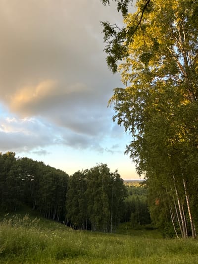 An outdoor, low-angle, vertical shot captures a serene landscape in Voeikovo, Russia. The sky is a dramatic canvas of soft grey and white clouds, with hints of golden light breaking through from the upper right. The foreground is dominated by a lush, grassy meadow dotted with small white wildflowers. Beyond the meadow, a dense forest of dark green trees stretches across the mid-ground, with the distinctive white trunks of birch trees interspersed among them. In the upper right of the frame, the bright green leaves of a tall tree are illuminated by the setting sun. The overall atmosphere is peaceful and natural, evoking the tranquility of the Russian countryside.