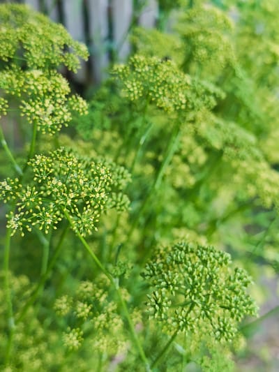 The image displays a close-up, shallow depth-of-field shot of dill flowers. The dill plants are a vibrant green, with delicate, tiny yellow flowers clustered together in umbels. Some of the flowers are in full bloom, showing their petals, while others are in bud stage. The background is softly blurred, revealing a textured, vertical element that appears to be a fence or wooden structure, also in shades of green and grey. The lighting suggests an outdoor setting, possibly a garden. The scene is static, focusing solely on the botanical details of the dill plants. There are no people or animals visible. The location is identified as Parkhomivka, Ukraine.