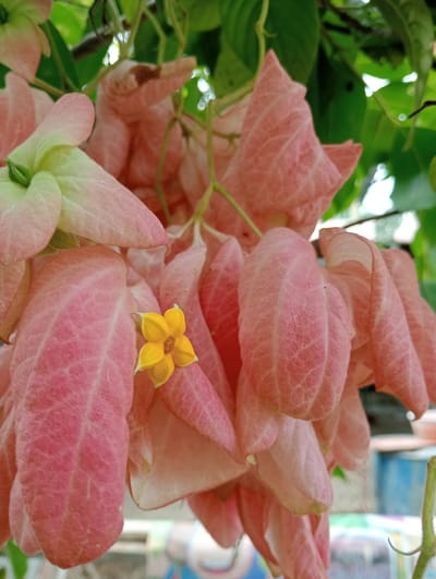 This is a close-up, eye-level, outdoor photograph of a cluster of delicate, pinkish-red, ovate bracts of a flowering plant, with one small, yellow, star-shaped flower visible nestled among them. The bracts are fleshy and textured, with prominent veins. The background is softly blurred, showing green foliage, and hints of a building and possibly some colorful objects suggesting a residential or garden setting. The image appears to have been taken in Keudekrueng, Indonesia, likely in a garden or natural area. There are no people visible in the image.