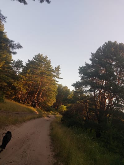 This is a low-angle, landscape-oriented photograph of a dirt road winding through a pine forest. The sun is low in the sky, casting long shadows and illuminating the trees with warm, golden light. The sky is clear and pale blue, suggesting it is either early morning or late afternoon. The road is sandy and appears to be a walking or cycling path. To the right of the road, there is a dense growth of grass and vegetation. On the left side of the road, tall pine trees with their characteristic needle-like leaves dominate the scene. The forest extends into the background, with some trees appearing darker and denser than others. In the foreground, a dark silhouette of what appears to be a dog is visible on the road, facing away from the camera. The overall mood of the image is tranquil and serene, evoking a sense of peace and connection with nature. There is no visible text in the image.