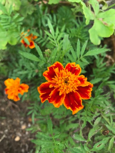 The image presents an overhead, close-up view of a garden bed featuring marigold flowers within the city of Germiston, South Africa. A single, prominent marigold flower, approximately 7-8 cm in diameter, is centrally positioned and in sharp focus. This flower exhibits bicolored petals, predominantly a deep reddish-orange with vibrant orange edges, surrounding a dense central disc of bright orange-yellow florets. A small, light green insect, measuring less than 0.5 cm, is visible on one of the upper-right petals of this primary flower. In the mid-left background, a second, smaller marigold flower with orange petals is present, out of focus. The surrounding area is densely covered with various green foliage, including the characteristic pinnate leaves of marigolds and some broader, light green leaves. Portions of the ground are visible beneath the foliage, appearing as dark soil mixed with scattered light-colored gravel and small stones, particularly in the lower-left quadrant. The scene is illuminated by natural light, indicating an outdoor environment. No human subjects or discernible actions are present.