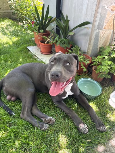 In a yard in the city of Tvarditsa, Bulgaria, a gray pit bull lies on lush green grass under a bright, sunny sky. The dog, with bright blue eyes and its tongue hanging out, is panting happily. Behind the dog, several potted plants are arranged in front of a concrete wall and a stone-tiled wall. A green water bowl sits next to the dog, filled with water, and a white object, possibly another container, is partially visible on the right side of the image. The scene suggests a warm, pleasant day outdoors for the dog.