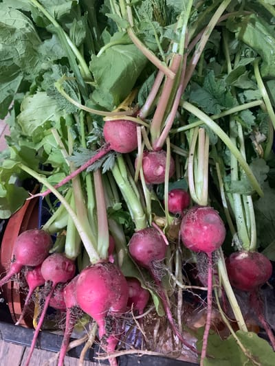 In Yuada-Gulrypsh, Abkhazia, a close-up, overhead shot captures a bundle of freshly harvested radishes, their vibrant pink skins contrasting with the deep green of their leafy tops. The radishes are still attached to their earthy roots, with some soil clinging to them. The scene is a close-up, focusing on the produce and its natural state, implying a recent harvest from a local garden or farm.