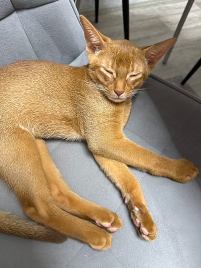 A ginger cat is sleeping on a gray chair. The cat is lying on its side with its eyes closed and its paws extended in front of it. The background is blurred and appears to be an indoor setting. There are no people visible in the image. The image appears to be a close-up shot of the cat. The location is not specified in the image.