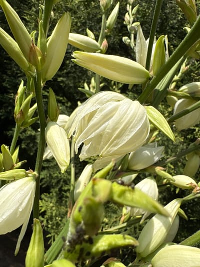 The media file shows a close-up, outdoor shot of a flowering plant, likely a Yucca species, with creamy white flowers and green buds. The blooms are clustered along thick, green stems, some fully open and others still in bud. The texture of the petals is visible, with some appearing delicate and slightly translucent, while others are more robust and tightly furled. Small water droplets are present on some of the petals, suggesting recent rain or dew.

The background is a dark, out-of-focus mass of green foliage, providing a contrasting backdrop that makes the white flowers stand out. The lighting suggests it is daytime, with sunlight illuminating the flowers and casting some shadows. There is no visible text in the media file. The overall impression is one of natural beauty, showcasing the plant's reproductive parts in various stages of development. The setting appears to be a garden or natural landscape in Ćwiklice, Poland, given the provided location context. No people or specific activities are depicted.