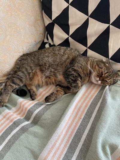 This is a medium-shot, high-angle photograph of a domestic cat lying on a sofa. The cat, a tabby with brown and grey fur, is curled up on its side, with its eyes partially closed and its head resting on a striped blanket. The blanket has horizontal stripes of green, white, grey, and peach. To the left of the cat is a pillow with a black and white geometric pattern of triangles. Below the cat and the geometric pillow is another cushion with an embossed floral pattern. The overall scene suggests a relaxed indoor setting, possibly a living room. The lighting appears to be natural, indicating daytime. The cat's relaxed posture and partially closed eyes convey a sense of comfort and sleepiness. There are no visible text elements in the image. The location context is Dzerzhinsk, Russia.