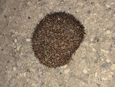 A hedgehog, curled into a ball, rests on a concrete surface. The hedgehog's spines are brown and sharp, densely packed together. A single green blade of grass extends from beneath the hedgehog. The concrete is a light gray color with small pebbles and dark specks embedded within it, suggesting it may be a pavement or sidewalk. The lighting indicates it is daytime. The scene is observed from directly overhead, with no indication of the specific location within Razgrad, Bulgaria, other than the general information provided.