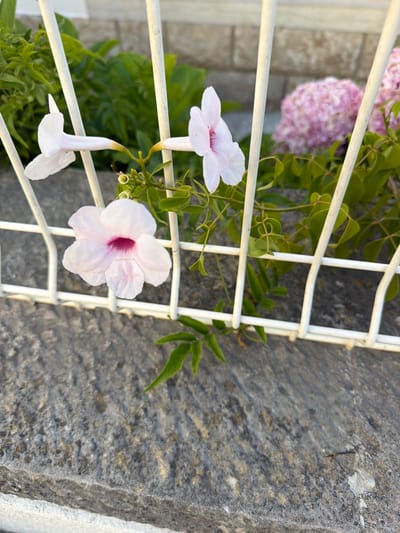 This is a close-up, outdoor, eye-level shot of light pink flowers with dark pink centers, seen through a white metal fence. The flowers are attached to a vine with green leaves. In the background, out of focus, are more green foliage and pink flowers, possibly hydrangeas, and a brick wall. The foreground consists of a rough, textured stone surface. The scene appears to be located in Cascais, Portugal, given the presence of characteristic flora and fencing often found in coastal Mediterranean environments. There are no people or animals visible in the image, nor any overt actions or interactions taking place. The lighting suggests it may be late afternoon or early morning due to the long shadows and soft illumination.