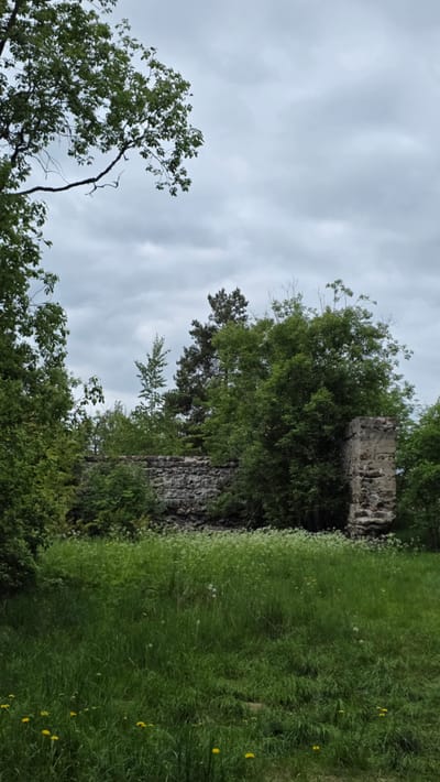 The image shows a ruined stone structure, possibly part of a castle or fortress, heavily overgrown with vegetation. The location is likely in the vicinity of Vyborg, Russia, based on the style of construction and surrounding environment.
The structure features rough, unhewn stones and crumbling mortar. Green grass, foliage, and trees surround the ruins, indicating a natural setting. The sky is overcast, casting a soft light on the scene.