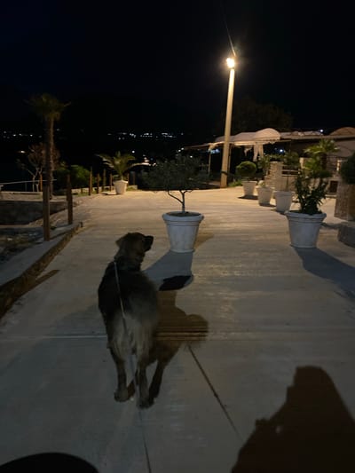 Observed at night in what appears to be Kunje, Montenegro, is a dog on a leash, walking along a stone pathway. The pathway is illuminated by a street lamp. The dog's fur appears to be a mix of dark and light colors. Planters line the pathway. The background consists of dark sky and faint lights in the distance.