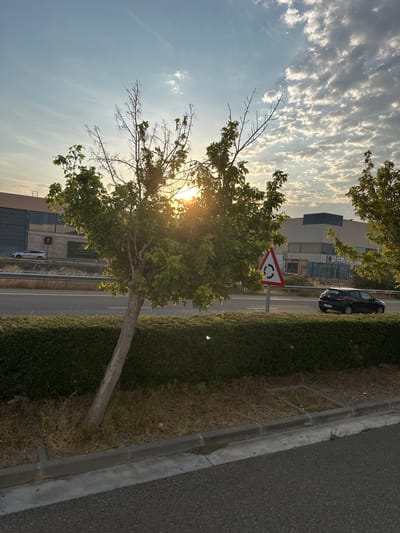 The image depicts an outdoor scene in Utebo, Spain, during what appears to be late afternoon or early evening, given the low angle of the sun. The foreground shows a paved road, a concrete curb, and a patch of dry grass with a young tree. The tree has a leaning trunk and a canopy of green leaves, with some branches appearing bare. Behind the tree is a neatly trimmed hedge.

Beyond the hedge, a road runs horizontally across the frame, with a metal guardrail separating it from a grassy median. On the far side of the road, a modern building with a blue and beige facade is visible, possibly an office or commercial establishment. A white SUV is parked or driving on the road in front of the building. To the right, a black hatchback is in motion on the same road. A triangular traffic sign with a red border and a circular arrow indicating a roundabout is positioned on a pole near the road.

The sky is a prominent feature, with a gradient of blue and scattered clouds. The sun is visible through the leaves of the tree on the left, casting a warm glow and creating lens flare effects. The overall impression is a roadside environment with urban elements and natural features, captured at a time of day with soft, warm lighting.