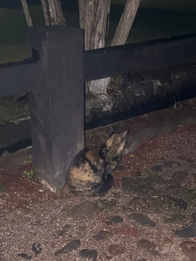 A cat with calico-like fur is resting on a dark wooden surface, possibly a fence or structure. The area surrounding the cat appears to be a rough, pebbled ground. The scene is dimly lit, suggesting it is nighttime or a shaded area. There are no people visible. The location, Cañada de Madero, Mexico, does not impact the observable details.