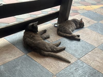 Two grey cats are resting on a tiled floor. The cat on the left is lying on its side, facing left, with its paws extended. The cat on the right is curled up on its side, facing right. A small blue and silver dish is visible near the right cat. The floor is tiled in a pattern of squares, with some tiles being grey and others a beige or tan color. Behind the cats, a wooden railing with dark brown planks is visible. The background shows more of the tiled walkway, with the tiles in a hexagonal pattern, some pink and some a light grey. The scene appears to be outdoors, possibly on a porch or patio. The lighting suggests it might be daytime. The overall mood is peaceful and relaxed, with the cats appearing to be napping. There is no visible text in the image. The location context is Bohunove, Ukraine.