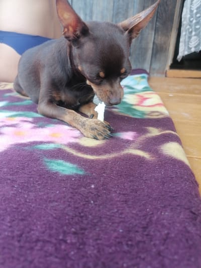 A small brown dog with large ears is lying on a purple blanket with a floral pattern. The dog is looking down at a small white object in its paws, which it appears to be chewing on. Behind the dog, a person wearing blue underwear is visible. The scene is outdoors, with a wooden wall and a window with white curtains in the background. The ground is wooden. The image is taken in Novopokrovka, Russia.