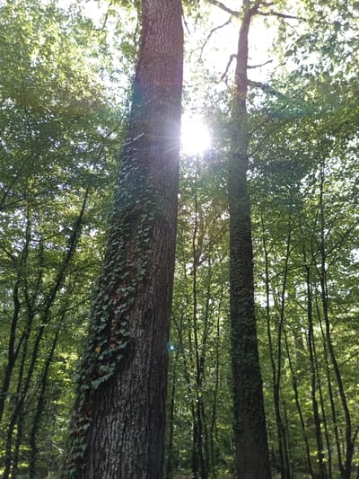 This is a low-angle, vertical shot of a forest in Évreux, France, on a sunny day. Two large tree trunks are prominently featured in the foreground, with a dense canopy of green leaves overhead. The sun is shining through the leaves, creating lens flare and dappling the scene with light. The trunk on the left is covered in ivy, while the trunk on the right is bare. The background consists of more trees, creating a sense of depth. There are no people or animals visible in the image. The environment appears natural and undisturbed.