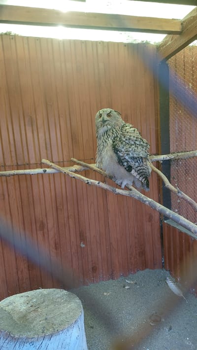 A large eagle owl is perched on branches inside an enclosure with wooden walls. The owl is facing the camera, with its large orange eyes visible. Its feathers are a mix of brown, black, and white, providing camouflage against the natural setting. The enclosure appears to be outdoors, with sunlight streaming in from the left side, suggesting it is daytime. The ground inside the enclosure is a mix of sand and wooden planks. A large, rough-hewn log is visible in the lower right corner of the image, possibly serving as a perch or part of the enclosure's structure. The background consists of wooden panels, typical of a rustic or naturalistic enclosure. There is a wire mesh ceiling visible at the top of the enclosure. The overall impression is of a captive bird in a well-lit, naturalistic environment.