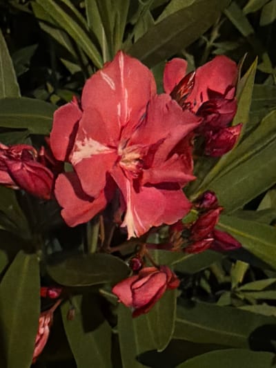 This is a close-up, high-angle shot of a cluster of pink oleander flowers in Calvià, Spain. The flowers are vibrant, with some petals exhibiting white streaks. Several buds are visible, some closed and some partially open. The background consists of dark green oleander leaves and branches, creating a lush, dense foliage. The lighting suggests it may be dusk or dawn, with shadows present. No people or animals are visible in the frame.