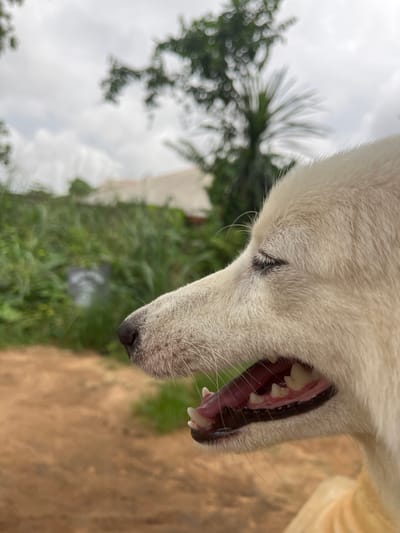 A close-up, angled shot shows the head and open mouth of a white dog. Its teeth are visible, with pink gums and a black gum line. The dog has short, white fur and its eye is partially closed.

The background is blurred, but shows a lush, green environment with trees and vegetation. The ground appears to be a dirt or sandy path. Overcast sky in the top left suggests an outdoor setting. It is unknown whether this photo was taken in Ikot Ekpene, Nigeria.