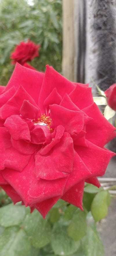 A close-up, vertical, eye-level shot captures a vibrant red rose in full bloom, dominating the foreground. The rose's petals are a deep, velvety red, with intricate folds and delicate textures. The center of the flower reveals a cluster of golden stamens. In the blurred background, out-of-focus green foliage suggests a garden setting. To the right, a portion of a rough, grey concrete wall is visible, along with a lighter-colored wooden post. The scene appears to be outdoors, likely in a garden or natural environment within the city of Dakhkat, Tajikistan, given the requested context.