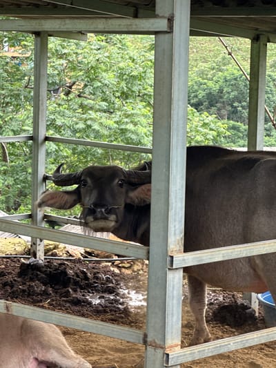 A dark brown water buffalo, with small curved horns and large ears, looks directly forward through the light green metal bars of an enclosure in Dế Xu Phình, Vietnam. A rope or ring is visible through the buffalo's snout. The ground inside the pen is dark, muddy, and uneven, featuring clumps of soil and small pools of water. The hindquarters of another light-colored animal are partially visible at the bottom left of the frame. Beyond the enclosure, dense green trees and foliage dominate the background, with faint, blurry structures discernible through the vegetation in the upper left. The metal bars exhibit rust at their joints.