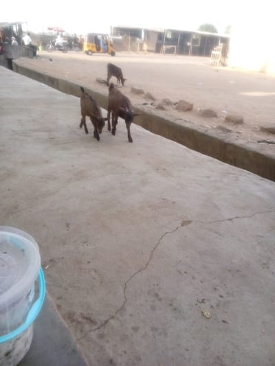Two brown goats stand on a cracked concrete surface near a concrete curb. Another goat is visible on the other side of the curb. In the background, there are buildings, a yellow auto rickshaw, and people. In the lower-left corner, there is a translucent plastic bucket with a lid. The scene appears to be an outdoor market or public area in a dry climate.