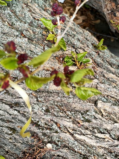 A close-up, high-angle shot focuses on a textured tree trunk covered in lichen, with a branch of small, dark red berries and green leaves extending into the frame from the upper left. A bright yellow ribbon is draped across the trunk in the lower left quadrant. The scene is outdoors, with hints of other tree trunks and foliage visible in the background, suggesting a park or natural area within the city of Kremenchuk, Ukraine. There are no people or animals present, and no observable actions or interactions are taking place. The overall impression is one of natural detail and texture.