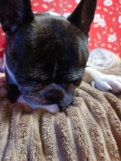 A French bulldog is resting on a ribbed, beige blanket. The dog's head is lowered and its eyes are closed, with its nose resting on the blanket. The dog has black and white fur. In the background, a red fabric with a floral pattern is visible. The image is a close-up shot, and the location is not provided within the image itself. Therefore, it is not possible to determine if this image is from the city of Goryachiy Klyuch, Russia.