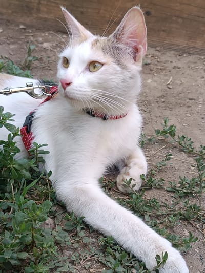A white cat with orange markings and yellow eyes lies on the ground amidst sparse green vegetation, with a wooden fence in the background. The cat is wearing a red collar with white polka dots and a black harness, to which a metal leash clip is attached. The scene appears to be an outdoor setting in Viadana, Italy.