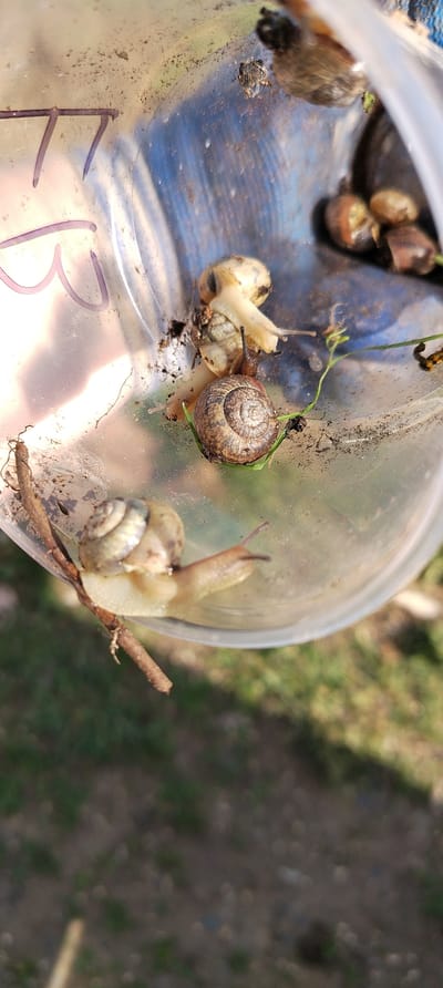 A clear plastic container, possibly a cup or jar, is depicted from an overhead perspective, containing multiple terrestrial snails and environmental debris. The container's interior shows a thin layer of soil, dirt, and moisture. On the left side of the container's interior, a pale-bodied snail with a light-colored, spiraled shell is positioned on a small, dark brown twig. Near the center, a larger snail with a distinct spiraled, brown shell and a dark body rests among a few blades of green grass. Directly above this snail, two smaller snails with pale shells and bodies are clustered, with one appearing to be partially on top of the other. In the upper right quadrant of the container, several blurred, dark, rounded objects, potentially additional snails or organic matter, are visible. Purple handwritten characters, including partial letters and numbers such as an 'R', a 'B', and a '7', are visible on the exterior surface of the container's left side. The background outside the container is out of focus, displaying blurred patches of green and brown consistent with outdoor vegetation and ground. The scene is illuminated by natural light, creating reflections on the plastic surface. This scene is situated in Зипуново, Russia.