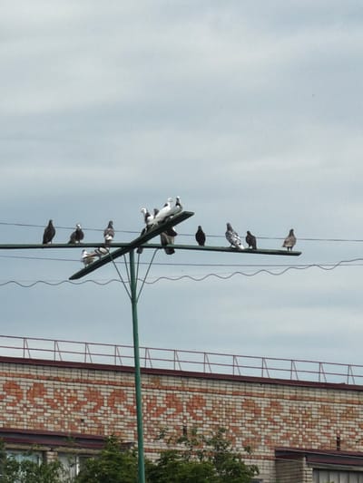 In Leningradskaya, Russia, a flock of pigeons is perched on a series of wires stretched across a blue, cloudy sky. The pigeons, varying in color from black to white and speckled grey, are distributed across several horizontal wires, with some closer to the foreground and others further back. One prominent wire is supported by a green pole that extends vertically through the frame. Below the wires and pigeons, the top of a brick building is visible. The building features a repeating pattern of white and reddish-brown bricks. A metal railing runs along the top edge of the building. Trees and foliage are visible peeking out from below the building. The overall scene depicts a common urban environment with wildlife interacting with man-made structures.