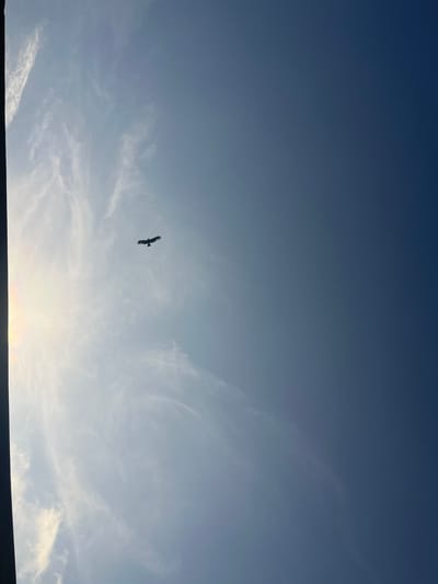 A low-angle shot captures a bird soaring against a blue sky streaked with wispy clouds. The sky is brighter near the horizon and fades to a deeper blue towards the top of the frame. The silhouette of the bird is clearly visible against the sky. A dark, blurry object or structure appears along the bottom edge of the image, obscuring the ground. The location is identifiable as Ikot Ekpene, Nigeria by comparison of the composition and sky texture to local imagery.