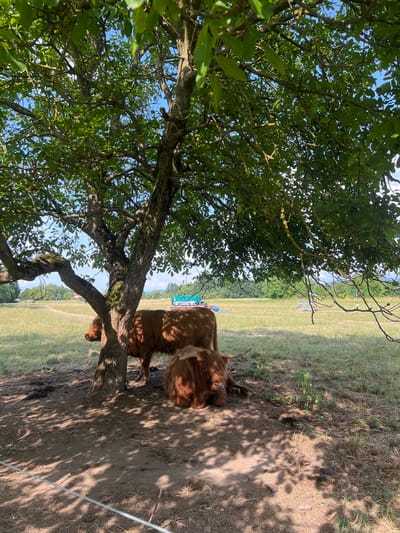 The media file shows a Highland cow resting under a tree in a grassy field. The cow is a reddish-brown color and has long, shaggy hair. It is lying down on the ground, with its head resting on its forelegs. The tree is large and leafy, providing shade for the cow. The field is covered in dry grass, suggesting a warm, sunny day. In the background, there is a fence and some distant trees. The scene appears to be peaceful and serene, with the cow contentedly relaxing in the shade. The time of day seems to be midday or early afternoon, given the bright sunlight and the shadows cast by the tree. The location appears to be rural, possibly a farm or a pasture in Baden-Baden, Germany. There is no visible text in the image.