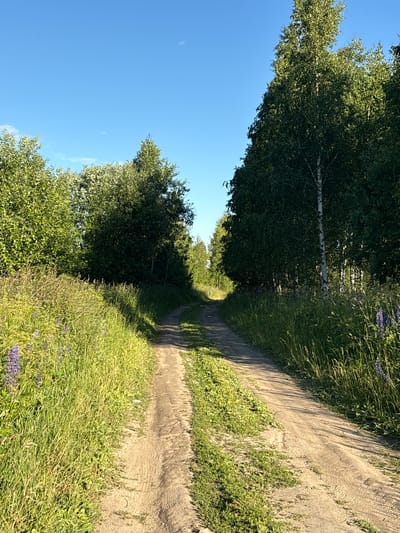 The image depicts a sun-drenched dirt road winding through a lush green landscape. Tall trees, primarily birch with their distinctive white bark, line the left side of the road, casting dappled shadows. The right side of the road is bordered by tall grass and some purple wildflowers, suggesting a natural, perhaps rural, setting. The sky is a clear, bright blue, indicating fair weather. The lighting suggests it is daytime, likely late morning or early afternoon, given the strong sunlight and pronounced shadows. The scene evokes a sense of peace and natural beauty, possibly a quiet country lane or a path through a forest. There is no visible text in the image. The overall impression is one of a serene, pastoral environment bathed in natural light.