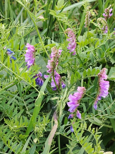 The image shows a close-up view of several flowering plants in a natural setting. The plants have clusters of small, purple and pink flowers, characteristic of the Vicia genus, commonly known as vetches. The foliage is green and appears lush, with many thin, elongated leaves and tendrils. Some of the leaves have small white spots on them. The background is blurred, suggesting a shallow depth of field, and consists of more green vegetation. There are no people or man-made objects visible in the image. The scene depicts a wild or semi-wild area, likely a field or meadow.