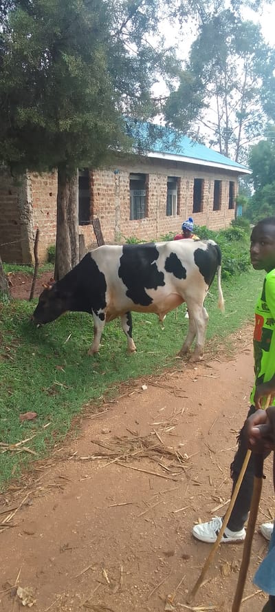 A black and white cow is grazing in a dirt lot in front of a brick building. There is a sign on the building that reads "CHURCH". A young man in a green shirt and white athletic shoes is standing next to the cow, holding a wooden stick. The ground is covered in brown grass and dirt. The image is taken from a slightly elevated angle, looking down at the scene. The location is Unknown, Unknown at coordinates (latitude: 666, longitude: 666).