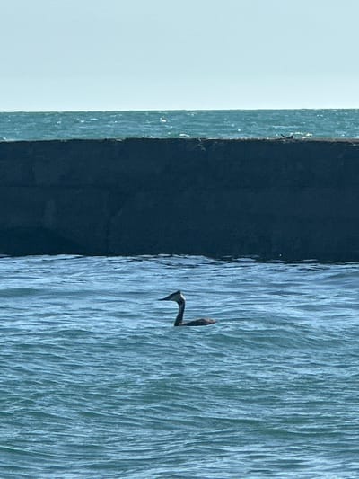An overhead shot shows a dark, rectangular structure that appears to be a breakwater or pier. The structure is dark gray and extends across the middle portion of the frame, with the sea in front and behind it. The sea is choppy and a deep blue, with whitecaps visible. In the foreground, a single duck is swimming in the choppy water. The duck is dark in color with a long neck and appears to be diving or submerging. The sky above is a pale blue and overcast.