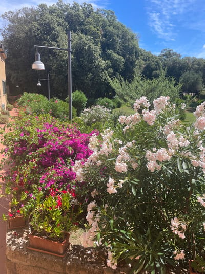 The image depicts a sunny outdoor scene with lush vegetation and a bright blue sky with scattered white clouds. In the foreground, there are potted plants with vibrant pink and red flowers, as well as larger bushes with pink and white blossoms. A stone wall runs along the bottom of the frame. In the mid-ground, two lampposts are visible, one larger with a visible light fixture, and a smaller one further back. Behind the flowering plants and lampposts, a dense wall of green trees forms a backdrop, extending towards the horizon. The environment suggests a garden or park setting within a town or resort. The location is identified as Punta Ala, Italy. There are no people visible in the image.