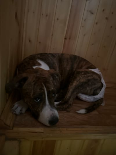 The scene depicts an interior space in 3-Y Uchastok, Russia, characterized by light-colored wooden paneling on the walls and a matching wooden floor. A single dog is the primary subject, positioned in the lower-center and right portion of the frame. The dog is an adult or juvenile canid, likely a mixed breed, displaying a brindle coat pattern with dark brown and tan stripes. White markings are visible on its chest, extending upwards towards its shoulder, and on its muzzle, leading to its forehead. A small patch of white is also visible on the tip of its tail. The dog is lying down, curled into a compact position, with its head resting on the floor and its forepaws tucked underneath. Its eyes are partially visible, dark, and appear to be looking towards the viewer. A white disposable diaper or similar garment is visible around the dog's hindquarters. The lighting in the area appears dim, casting soft shadows. No other subjects or objects are present.