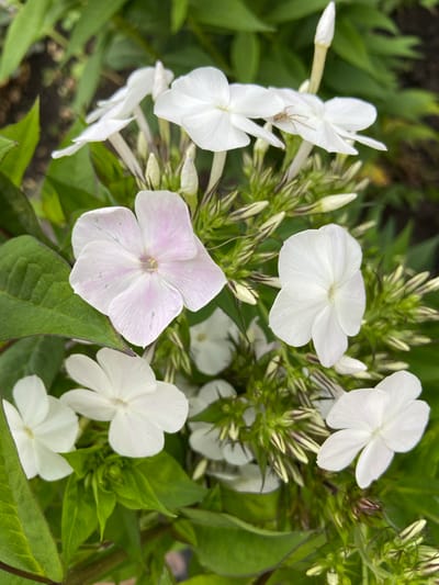 A close-up, vertical, eye-level shot captures a cluster of white phlox flowers with hints of pale pink. The blossoms are delicate, with five petals each, some fully open and others still in bud. A small, light brown spider with visible legs is perched on one of the open petals in the upper right quadrant of the image. The flowers are set against a backdrop of lush green foliage, with hints of darker soil visible in the upper left. The overall scene is natural and organic, suggesting an outdoor garden setting. The location is Mrakovo, Russia, a rural area.