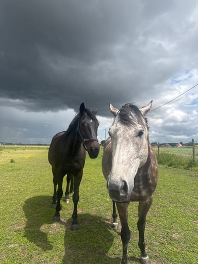 A photograph depicts two horses standing in a vibrant green grassy field under a dramatically contrasting sky in Estaimpuis, Belgium. The original image appears to be rotated 90 degrees counter-clockwise.

The primary subject in the foreground is a grey or dapple roan horse, facing slightly towards the camera. Its coat is a blend of light grey and darker speckled patterns, with a dark mane and forelock. Its muzzle is prominent in the frame, and it appears calm and attentive.

Behind and to the left of the grey horse, a second, darker horse, appearing dark brown or black, is also present. This horse wears a blue halter and gazes in a similar direction. Both horses cast clear shadows on the grass, indicating daylight, likely late morning or afternoon.

The setting is a verdant pasture, with lush green grass covering the ground. In the background, a fence line is visible, beyond which lie some distant, indistinct buildings or houses under a lighter, overcast sky. However, a significant portion of the sky, particularly on the left side of the frame, is dominated by very dark, heavy storm clouds, creating a striking visual contrast with the brighter areas and suggesting an imminent or recent change in weather. A thin wire or power line crosses the upper part of the sky. No discernible text is visible in the image.