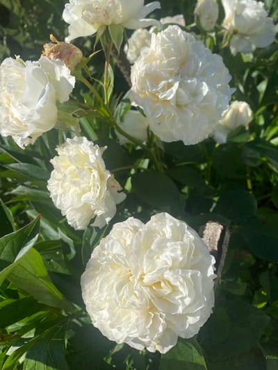 This is a close-up, eye-level, outdoor photograph of several white peonies in bloom. The flowers are full and layered, with delicate petals. The background consists of dark green foliage and dappled sunlight. A small, weathered piece of wood or stone is visible in the lower right corner. The setting appears to be a garden in Vălcineț, Moldova, indicated by the context provided. There are no people or animals present, and no active events are occurring.