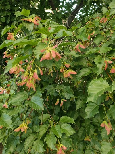 The image depicts a close-up view of a tree with green, serrated leaves and numerous reddish-pink, winged seeds hanging from branches. The seeds are clustered together in several locations, appearing to be in the process of ripening or falling. The foliage is dense, obscuring much of the background, but glimpses of tree trunks and darker green leaves suggest a larger canopy. The lighting indicates it is daytime, likely outdoors. There are no people or man-made objects visible in the frame. This scene could be found in a park or residential area of Barnaul, Russia, where trees bearing samaras, or "helicopters," are common.